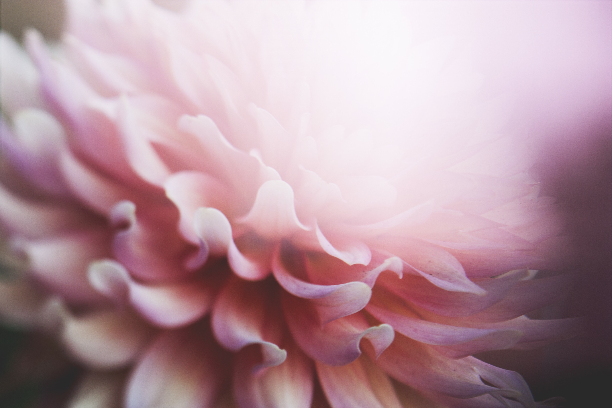 Beautiful Pink Flower Close up